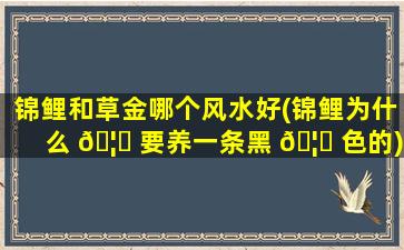 锦鲤和草金哪个风水好(锦鲤为什么 🦉 要养一条黑 🦍 色的)